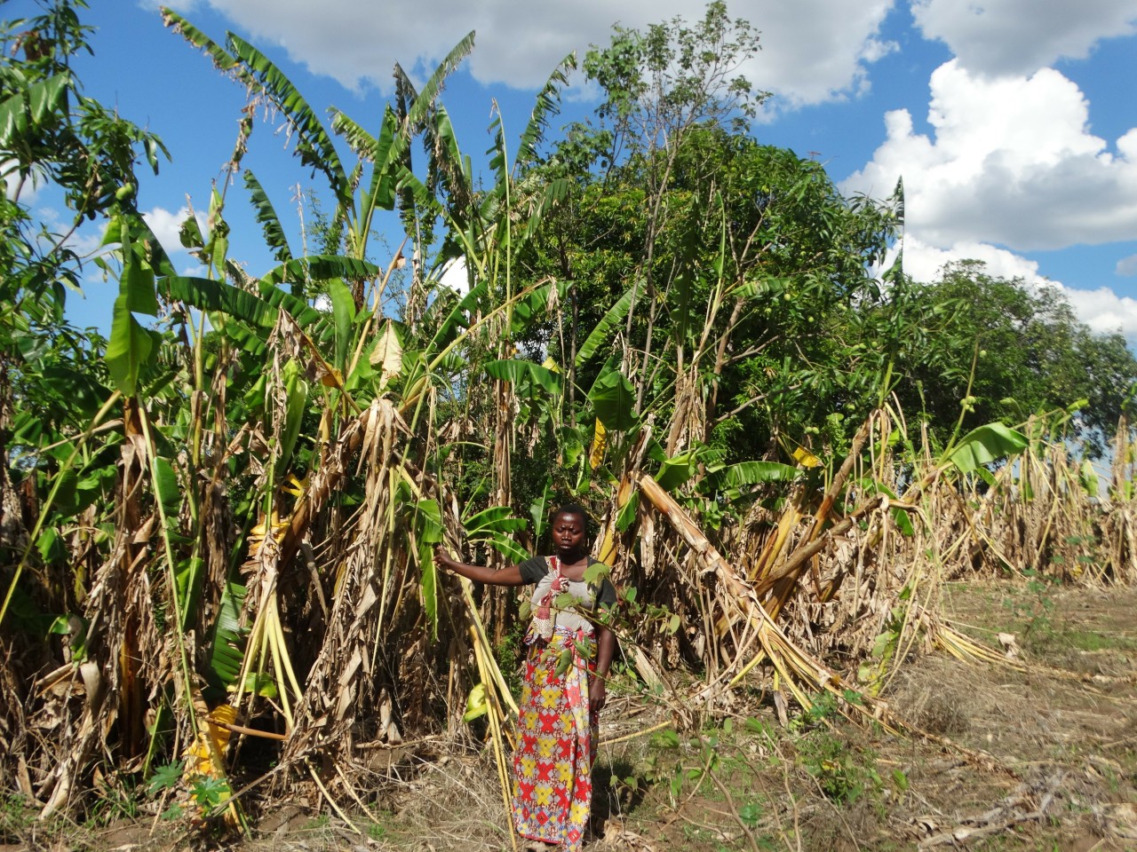 ज़ाम्बिया के किसान तातेनजी मवाले के केले के बागान को हाथियों ने रौंद दिया।
