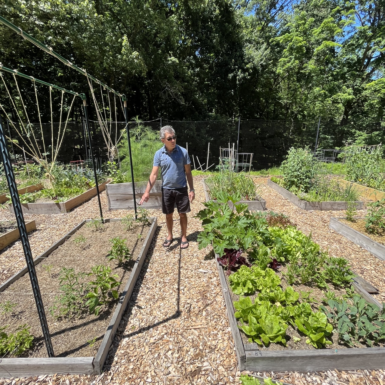 AI has been a useful partner for Michael Caruso as he picked up gardening.